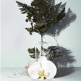 chandelle TRUE HUE - Forest Fern