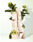 chandelle TRUE HUE - Bayberry + Birch